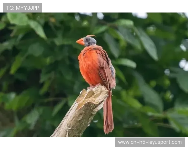 红雀进攻问题持续,主帅称需尽快调整,红雀到底说的是什么 红雀进攻问题持续,主帅称需尽快调整,红雀到底说的是什么